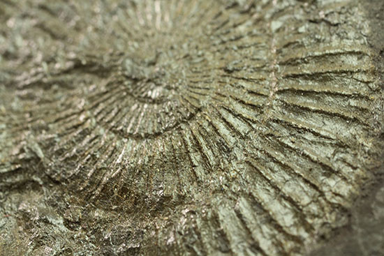 人気の黒ジュラ。ジュラ紀を代表するアンモナイト、ダクチリオセラス(Dactylioceras commune)(その7)