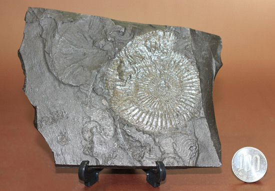人気の黒ジュラ。ジュラ紀を代表するアンモナイト、ダクチリオセラス(Dactylioceras commune)(その8)