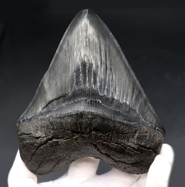 ロングカーブ計測で１５センチ超え！かつワイド＆シック！分厚く幅広で美しい！三拍子揃ったメガロドン（Carcharocles megalodon）の歯化石（その1）