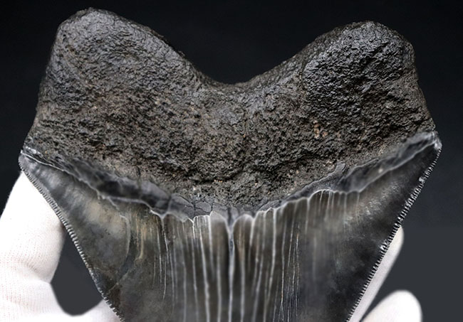 ロングカーブ計測で１５センチ超え！かつワイド＆シック！分厚く幅広で美しい！三拍子揃ったメガロドン（Carcharocles megalodon）の歯化石（その7）