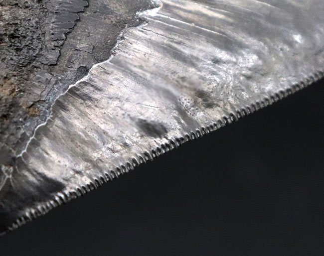 ロングカーブ計測で１５センチ超え！かつワイド＆シック！分厚く幅広で美しい！三拍子揃ったメガロドン（Carcharocles megalodon）の歯化石（その9）