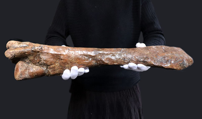 これぞ高級コレクション!50センチオーバー!鳥脚類恐竜、エドモントサウルス(Edmontosaurus annectens)の脛骨の化石。専用架台付。(その11)