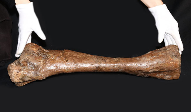 これぞ高級コレクション!50センチオーバー!鳥脚類恐竜、エドモントサウルス(Edmontosaurus annectens)の脛骨の化石。専用架台付。(その12)