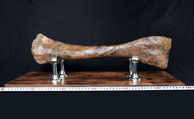 これぞ高級コレクション！５０センチオーバー！鳥脚類恐竜、エドモントサウルス（Edmontosaurus annectens）の脛骨の化石。専用架台付。（その13）