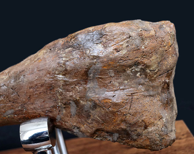 これぞ高級コレクション!50センチオーバー!鳥脚類恐竜、エドモントサウルス(Edmontosaurus annectens)の脛骨の化石。専用架台付。(その14)