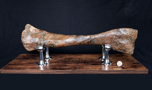 これぞ高級コレクション!50センチオーバー!鳥脚類恐竜、エドモントサウルス(Edmontosaurus annectens)の脛骨の化石。専用架台付。(その15)