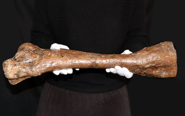 これぞ高級コレクション!50センチオーバー!鳥脚類恐竜、エドモントサウルス(Edmontosaurus annectens)の脛骨の化石。専用架台付。(その2)