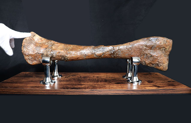 これぞ高級コレクション!50センチオーバー!鳥脚類恐竜、エドモントサウルス(Edmontosaurus annectens)の脛骨の化石。専用架台付。(その3)