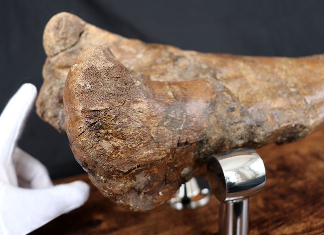 これぞ高級コレクション!50センチオーバー!鳥脚類恐竜、エドモントサウルス(Edmontosaurus annectens)の脛骨の化石。専用架台付。(その4)