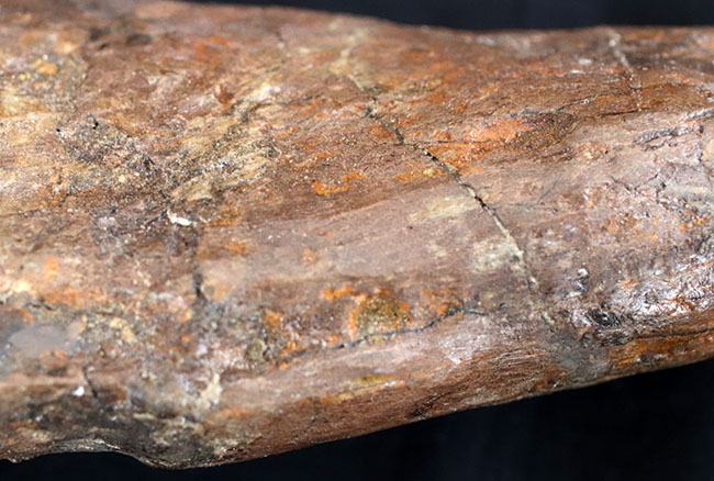 これぞ高級コレクション!50センチオーバー!鳥脚類恐竜、エドモントサウルス(Edmontosaurus annectens)の脛骨の化石。専用架台付。(その5)