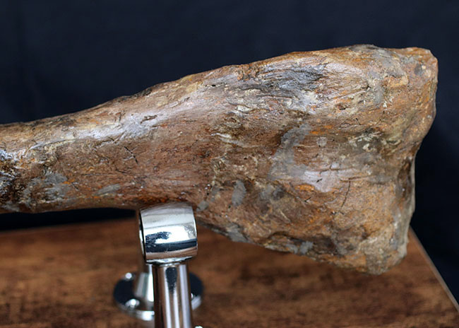 これぞ高級コレクション!50センチオーバー!鳥脚類恐竜、エドモントサウルス(Edmontosaurus annectens)の脛骨の化石。専用架台付。(その6)