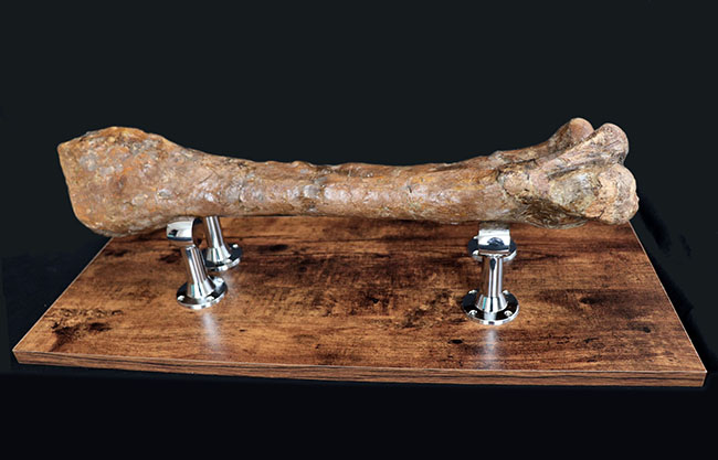 これぞ高級コレクション!50センチオーバー!鳥脚類恐竜、エドモントサウルス(Edmontosaurus annectens)の脛骨の化石。専用架台付。(その7)
