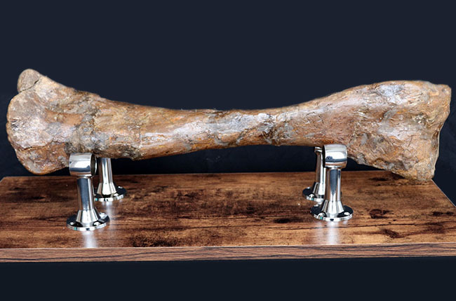 これぞ高級コレクション!50センチオーバー!鳥脚類恐竜、エドモントサウルス(Edmontosaurus annectens)の脛骨の化石。専用架台付。(その8)