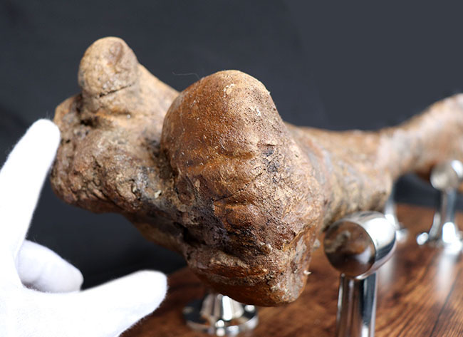 これぞ高級コレクション!50センチオーバー!鳥脚類恐竜、エドモントサウルス(Edmontosaurus annectens)の脛骨の化石。専用架台付。(その9)