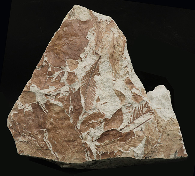 立派！神戸層群標本、メタセコイアを含む、およそ３０００万年以上前の樹木の葉が集積した化石（その1）