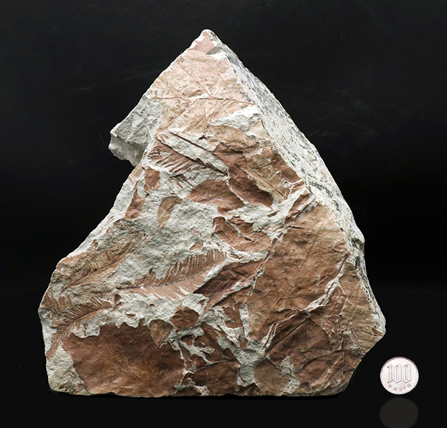 立派！神戸層群標本、メタセコイアを含む、およそ３０００万年以上前の樹木の葉が集積した化石（その10）