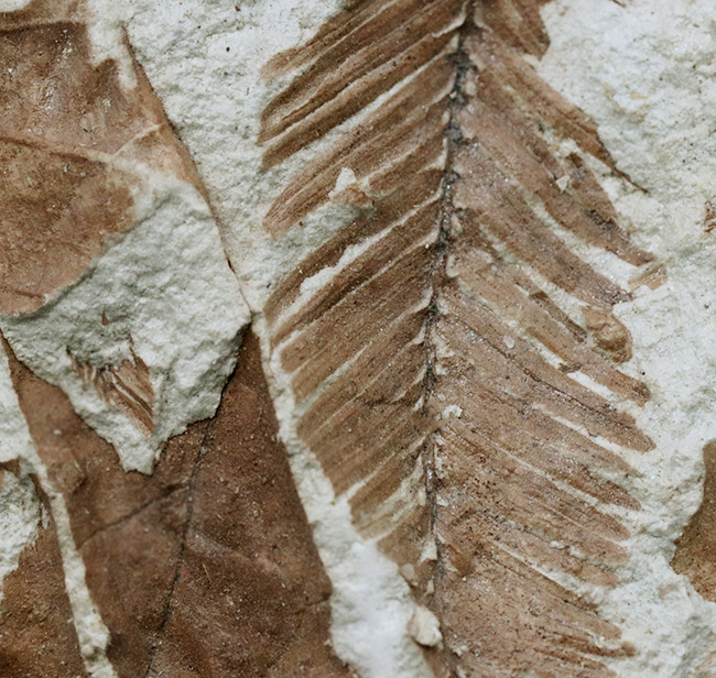 立派！神戸層群標本、メタセコイアを含む、およそ３０００万年以上前の樹木の葉が集積した化石（その2）