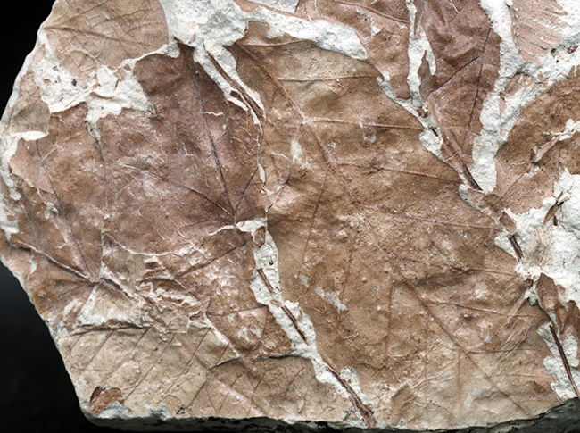 立派！神戸層群標本、メタセコイアを含む、およそ３０００万年以上前の樹木の葉が集積した化石（その3）