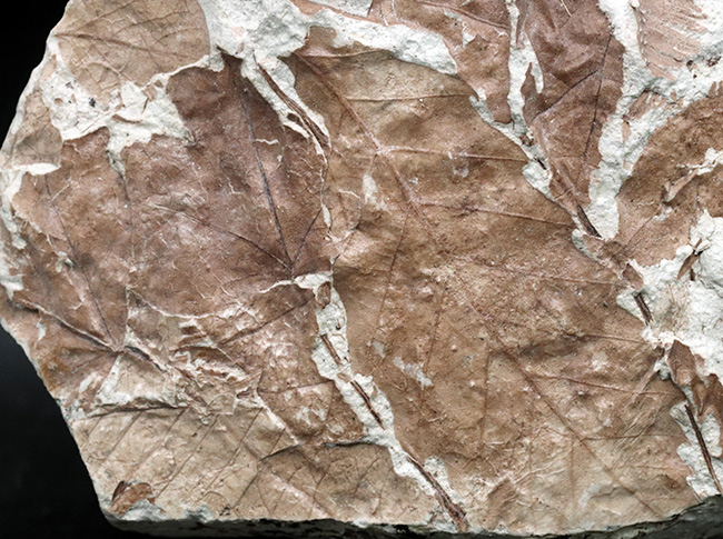 立派!神戸層群標本、メタセコイアを含む、およそ3000万年以上前の樹木の葉が集積した化石(その3)