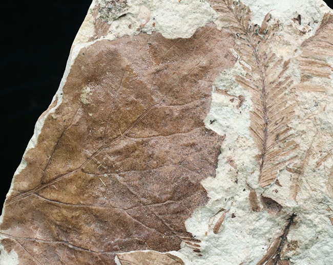 立派！神戸層群標本、メタセコイアを含む、およそ３０００万年以上前の樹木の葉が集積した化石（その4）