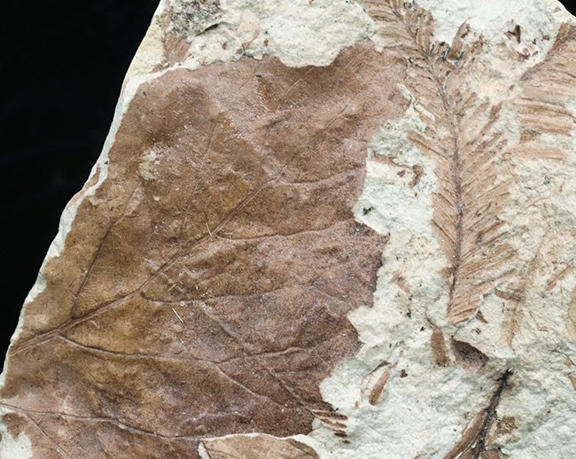 立派!神戸層群標本、メタセコイアを含む、およそ3000万年以上前の樹木の葉が集積した化石(その4)