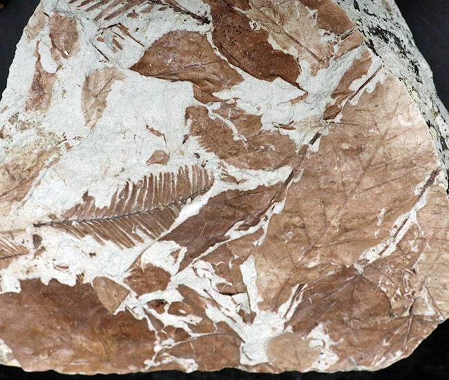 立派!神戸層群標本、メタセコイアを含む、およそ3000万年以上前の樹木の葉が集積した化石(その5)