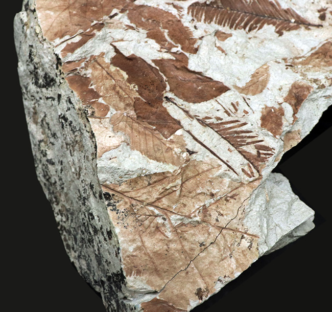 立派！神戸層群標本、メタセコイアを含む、およそ３０００万年以上前の樹木の葉が集積した化石（その6）
