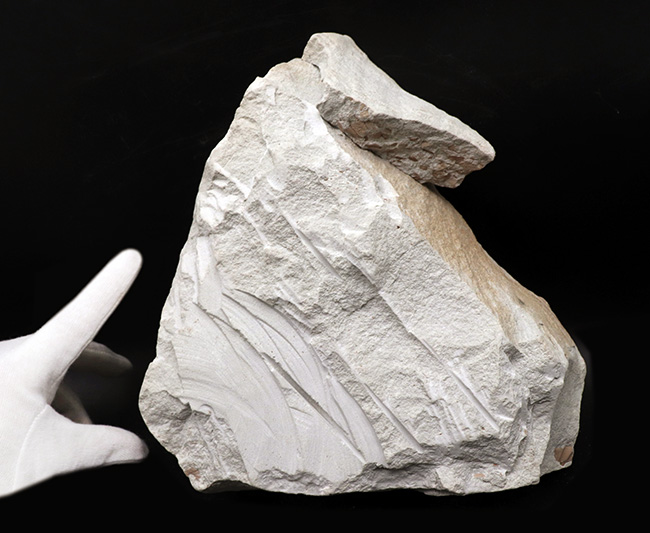 立派!神戸層群標本、メタセコイアを含む、およそ3000万年以上前の樹木の葉が集積した化石(その7)