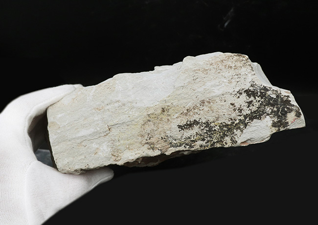 立派!神戸層群標本、メタセコイアを含む、およそ3000万年以上前の樹木の葉が集積した化石(その8)