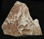 立派！神戸層群標本、メタセコイアを含む、およそ３０００万年以上前の樹木の葉が集積した化石