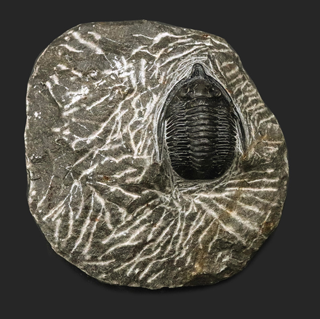 亜種!?先端に突起を持った、非常に特徴的なコルヌプロエタス(Cornuproetus)の化石(その2)