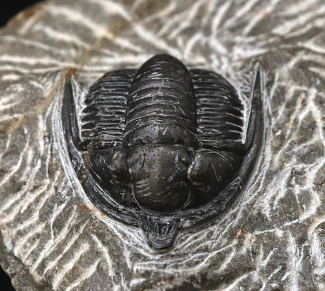 亜種!?先端に突起を持った、非常に特徴的なコルヌプロエタス(Cornuproetus)の化石(その4)
