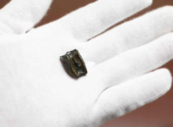 最もよく知られた恐竜の一つ、トリケラトプスの歯化石(Triceratops