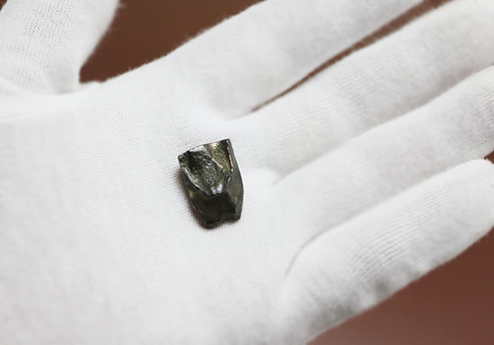 最もよく知られた恐竜の一つ、トリケラトプスの歯化石(Triceratops