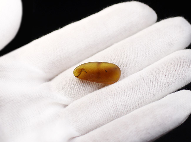 ルーペ推奨、足まではっきりと見える!ヤスデが内包された希少な恐竜時代のビルマ琥珀(その5)