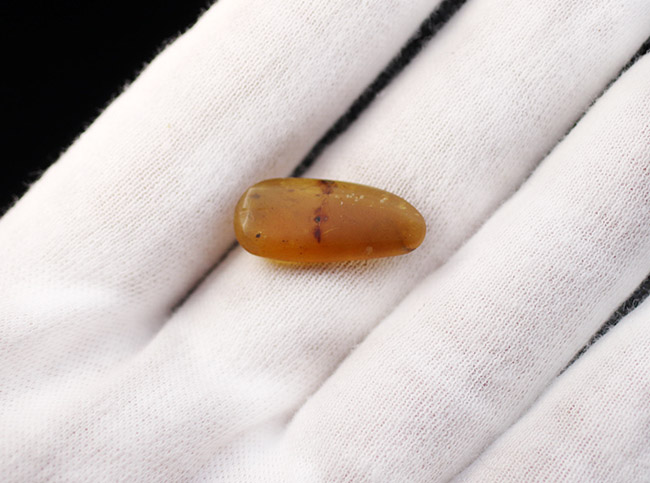 ルーペ推奨、足まではっきりと見える!ヤスデが内包された希少な恐竜時代のビルマ琥珀(その7)