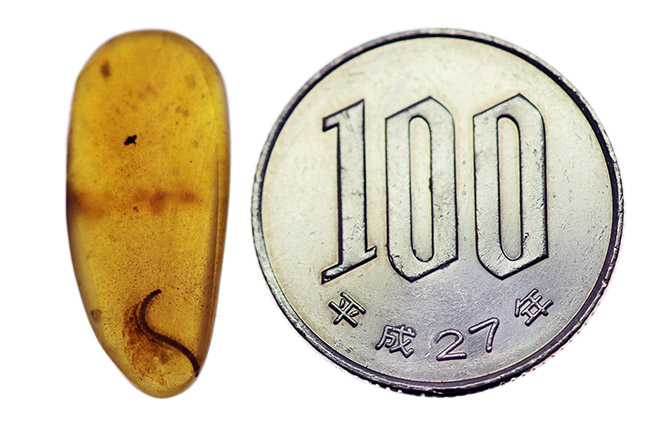 ルーペ推奨、足まではっきりと見える!ヤスデが内包された希少な恐竜時代のビルマ琥珀(その9)