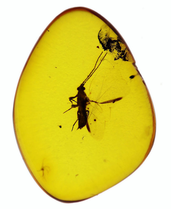 レアなカイガラムシを内包した、バルト海産の虫入り琥珀(Amber)(その3)
