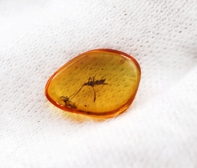 レアなカイガラムシを内包した、バルト海産の虫入り琥珀(Amber)(その4)