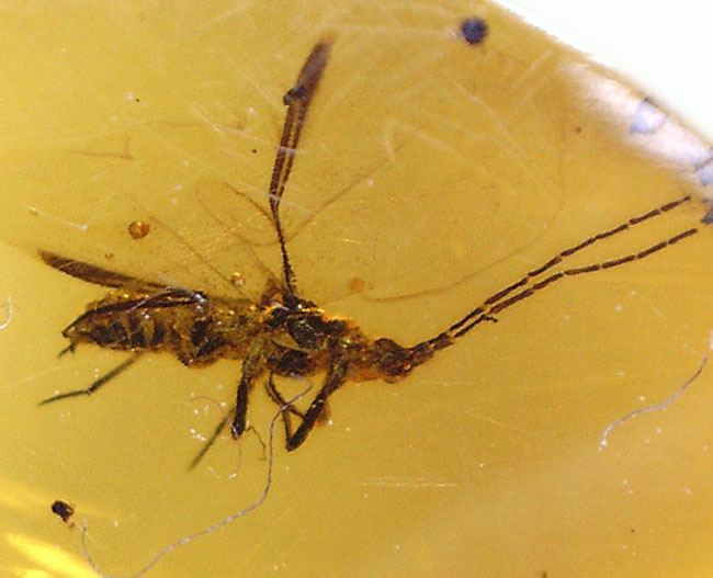 レアなカイガラムシを内包した、バルト海産の虫入り琥珀(Amber)(その5)