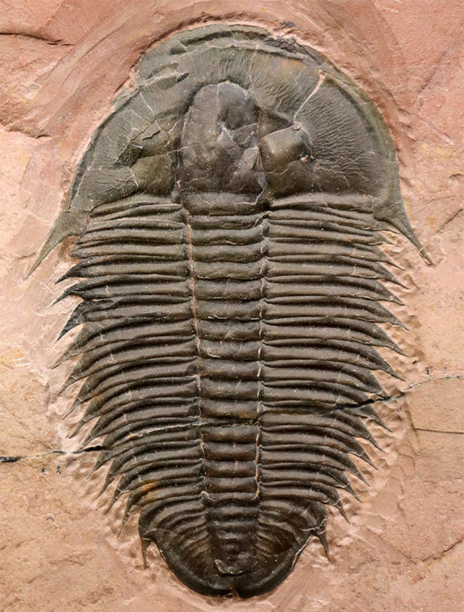 ７センチを超えるユタスピスを見たことがありますか？しかもこの保存状態！極初期（カンブリア紀）の三葉虫、ユタスピス・マージュメンシス（Utaspis marjumensis）の化石。頑強な２キロの母岩（その1）