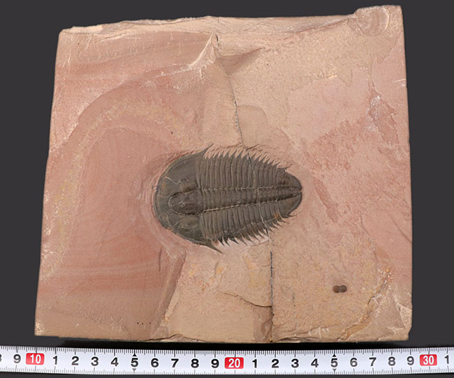 7センチを超えるユタスピスを見たことがありますか？しかもこの保存