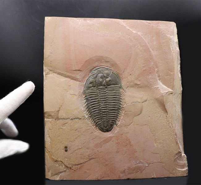 7センチを超えるユタスピスを見たことがありますか？しかもこの保存