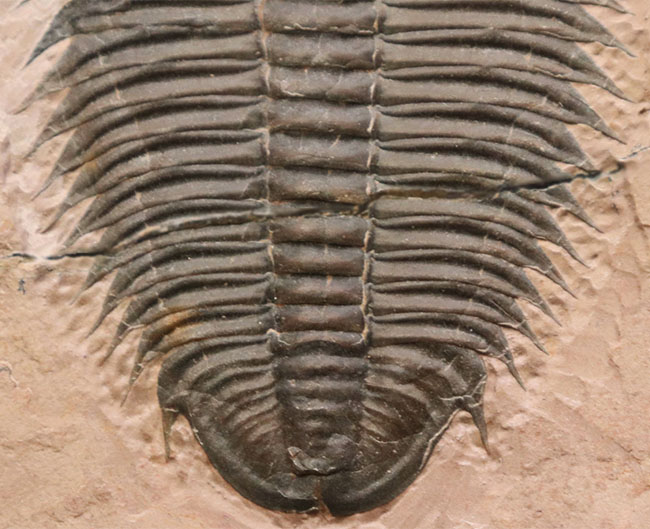 ７センチを超えるユタスピスを見たことがありますか？しかもこの保存状態！極初期（カンブリア紀）の三葉虫、ユタスピス・マージュメンシス（Utaspis marjumensis）の化石。頑強な２キロの母岩（その5）