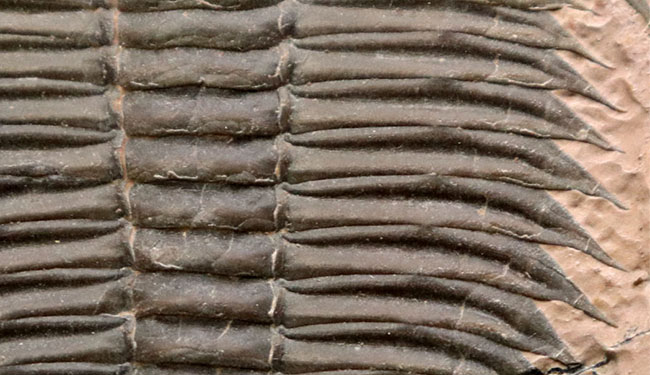 7センチを超えるユタスピスを見たことがありますか?しかもこの保存状態!極初期(カンブリア紀)の三葉虫、ユタスピス・マージュメンシス(Utaspis marjumensis)の化石。頑強な2キロの母岩(その6)