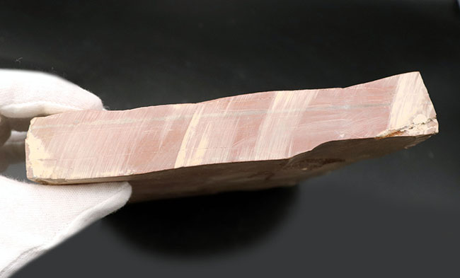 7センチを超えるユタスピスを見たことがありますか?しかもこの保存状態!極初期(カンブリア紀)の三葉虫、ユタスピス・マージュメンシス(Utaspis marjumensis)の化石。頑強な2キロの母岩(その8)