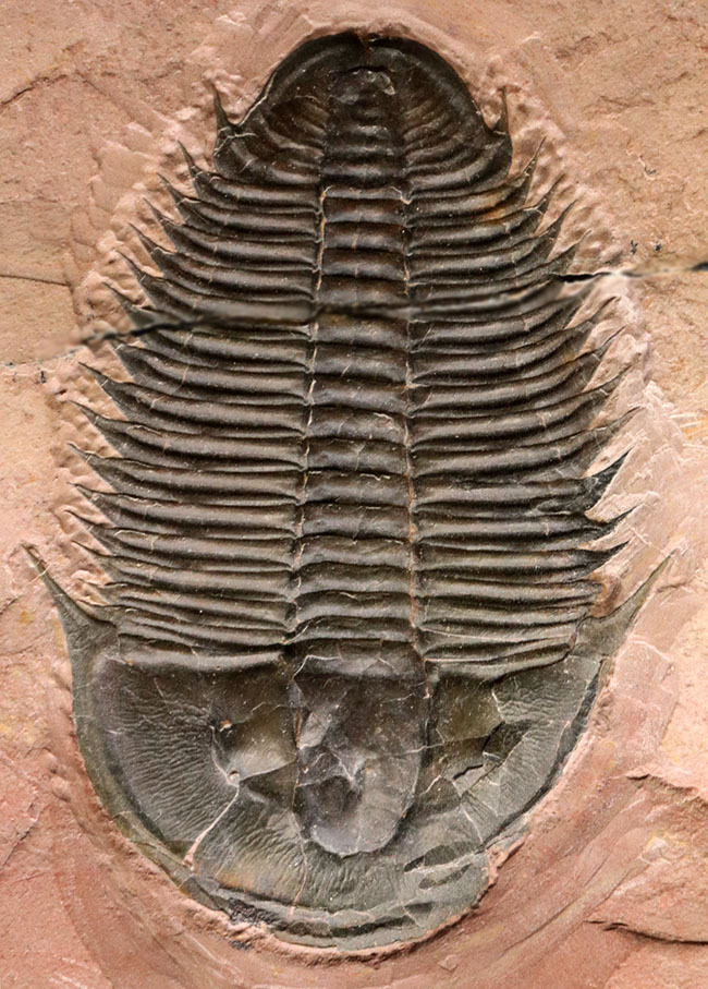 ７センチを超えるユタスピスを見たことがありますか？しかもこの保存状態！極初期（カンブリア紀）の三葉虫、ユタスピス・マージュメンシス（Utaspis marjumensis）の化石。頑強な２キロの母岩（その9）
