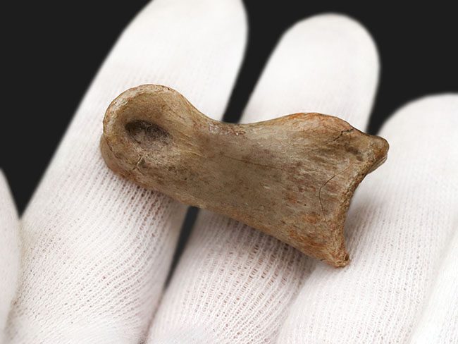 カナダ・アルバータ州産の小型獣脚類、ラプトルの足指の化石（その2）