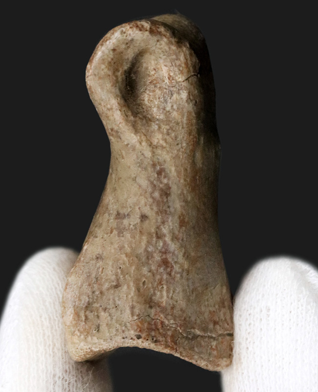カナダ・アルバータ州産の小型獣脚類、ラプトルの足指の化石（その4）