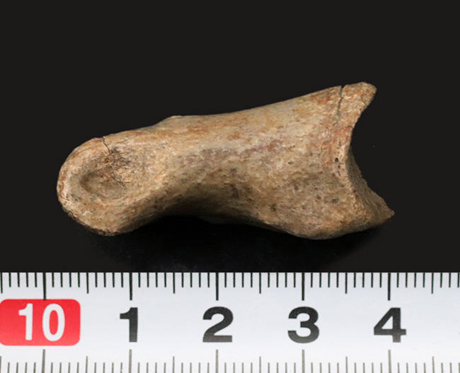カナダ・アルバータ州産の小型獣脚類、ラプトルの足指の化石（その7）